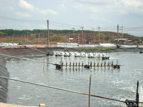 สินค้าหลัก ผลักดันเศรษฐกิจและเพิ่มรายได้แก่จังหวัดกระบี่